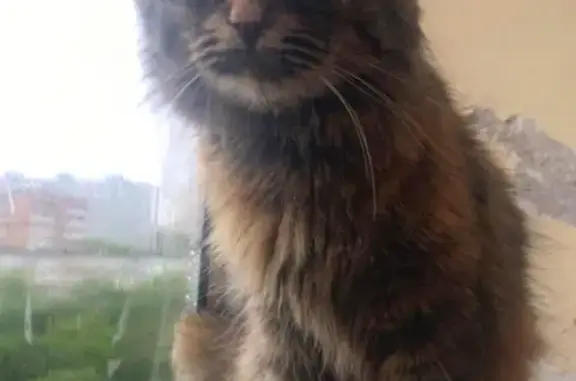 Найдена кошка в Советском районе, ищу хозяина