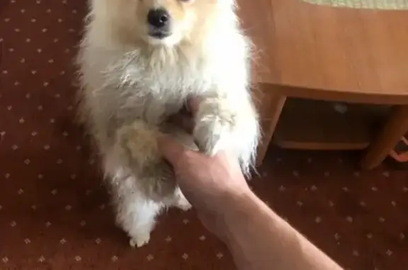 Собаки потеряшки, Анапа, фото: Потеряшка пёс Арчи в районе Пионерского проспекта 14.06.