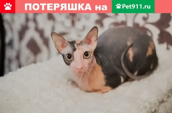 Пропала кошка на Кузнецкой ул. 59-63, 101 квартал.