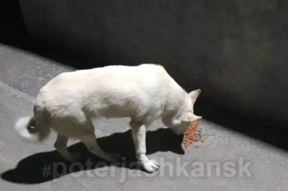 Найдена собака в Ленинском районе, Новосибирск
