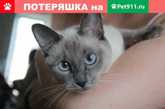 Пропал кот Сёма на ул. Победы, Димитровград