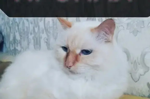Пропал кот Мейсон, белый с оранжевыми ушами, Чита
