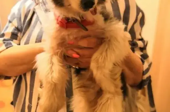 Найдена собака, Москва, фото: Найдена породистая собака на ул. Красного Маяка, Москва