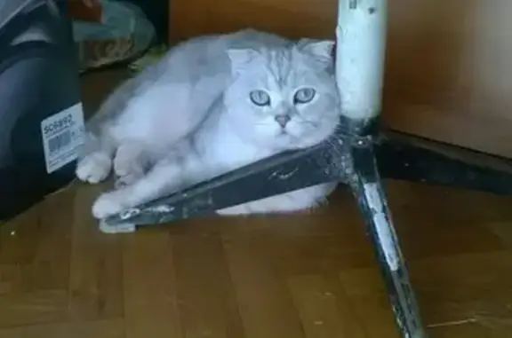 Пропала кошка в СНТ Сокол, Кубинка, Московская область