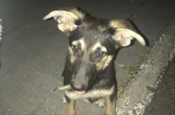 Найден щенок на Дзержинского