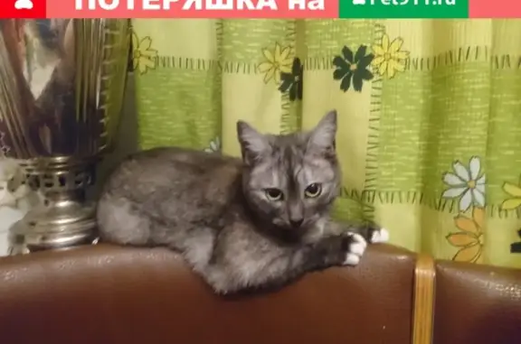 Пропала кошка в Настасьино, Москва