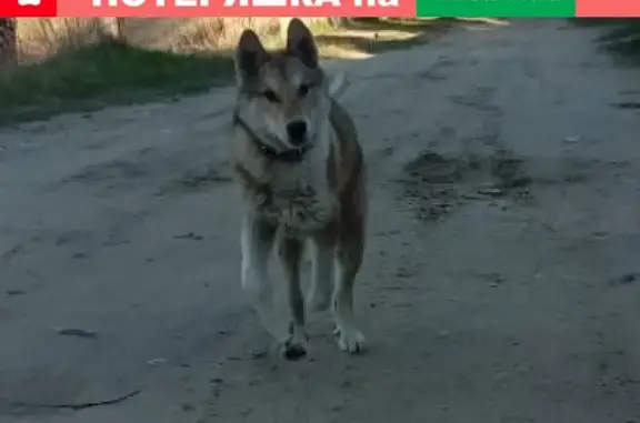 Пропала собака УРМАН на Водном в Ухте