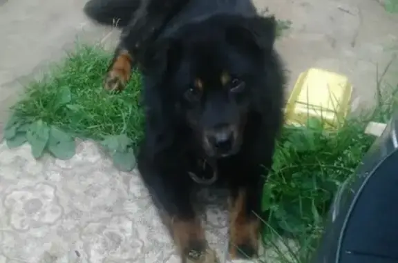 Пропала собака на Камской Володарке, Кизел, Пермский край