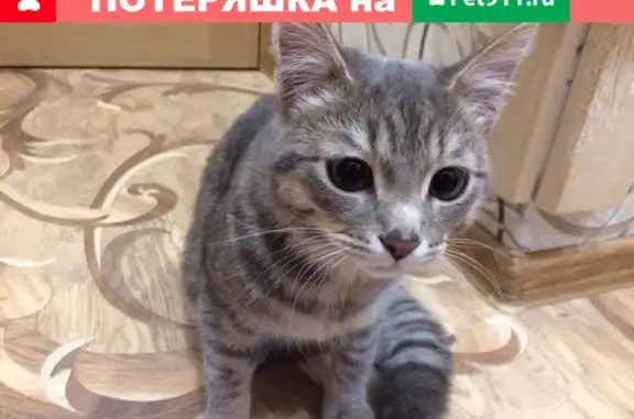 Найден котик возле магазина на ул. Жуковского 82