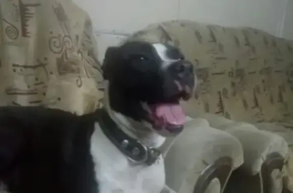 Найдена собачка на наугорском шоссе в Орле #потеряшка #питомцы