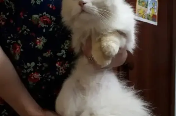 Найдена кошка в Шапках, ЛО, Тосненский район