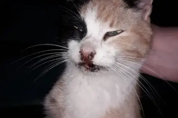 Найдена кошка в с. Ботово с кровью на морде, ищем хозяев или неравнодушных