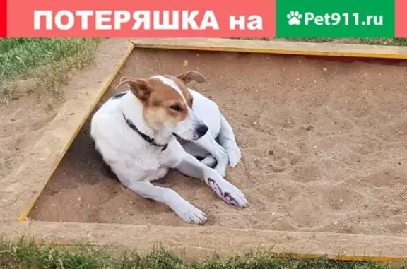 Найдена собака, Москва, фото: Найдена собака в районе 17 школы, ищем хозяев