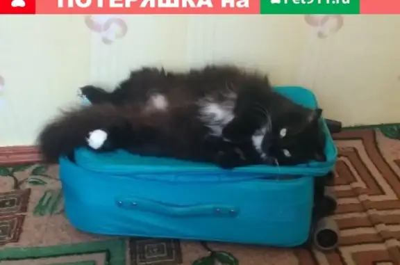 Пропала кошка в Лесном, д. 2, отзывается на имя Васька.