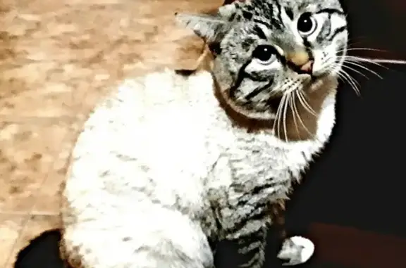 Кошки потеряшки, Рязань, фото: Потеряшка кошка по адресу в Рязани: Некрасова 20 к1