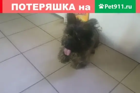 Собака найдена на улице Петра Сухова, ищем хозяев.