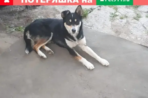 Найдена собака на ул. Терешковой, ищем хозяев или новый дом