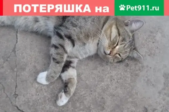 Найден кот в деревне Назарово, Истра