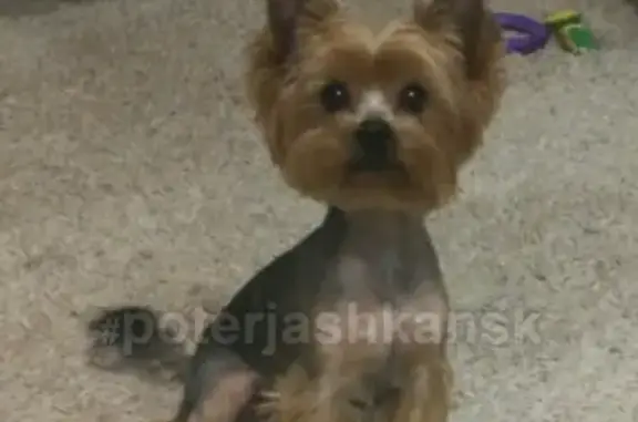 Пропала собака в Заельцовском районе, Новосибирск