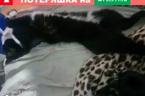 Пропала кошка Муся на Весенней в Чите