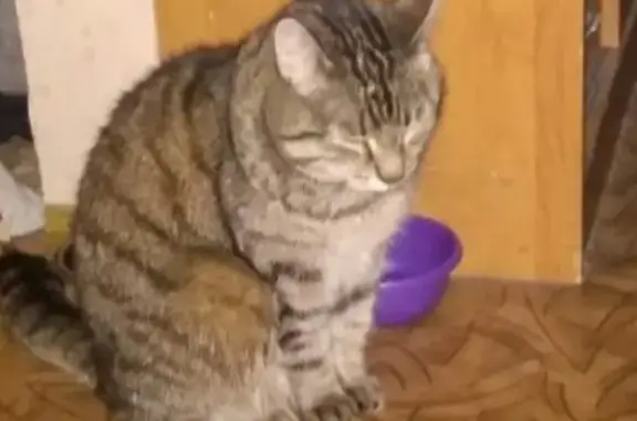 Пропала кошка в Ковдоре: помогите найти!