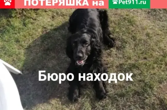 Собаки потеряшки, Архангельск, фото: Потеряшка русский спаниель на Левом берегу