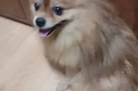 Найдена собака, Москва, фото: Найдена собака в Москве, ищем хозяев