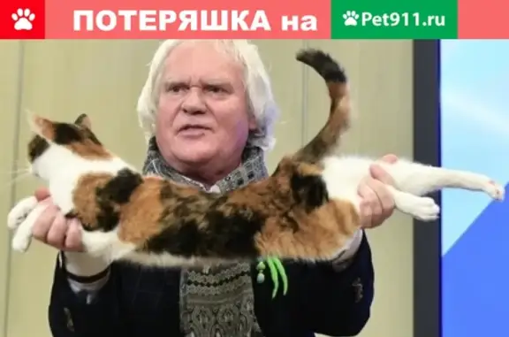 Найдена кошка в Кемерово