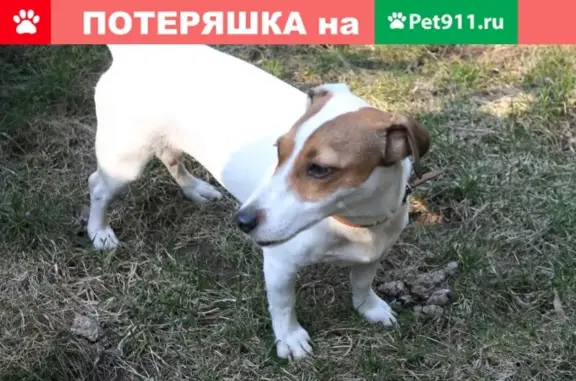 Пропала собака Лета на ул. Рокоссовского, Волгоград