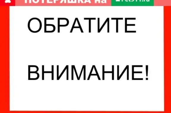 Найден русский спаниель в Кузнецово, Красноярск