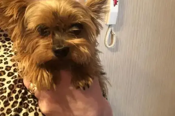 Найдена собака на улице Пушкина в Лобне