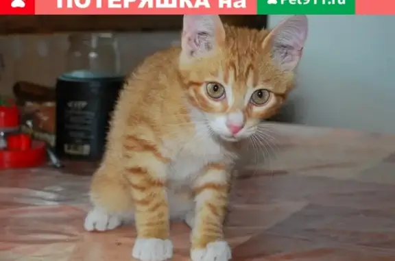 Найдена кошка с котятами в Ростове, ищут новый дом