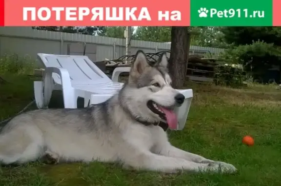 Собака найдена в лесу района дач Медовка, Воронеж