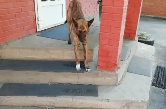 Найдена собака в МО Мытищи, ищет дом