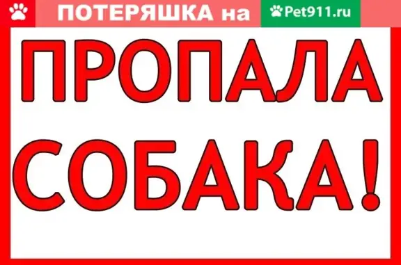 Собаки потеряшки, Тверь, фото: Потеряшка собака в Твери на улицах Красина, Мусоргского, Коноплянниковой, Шмидта!