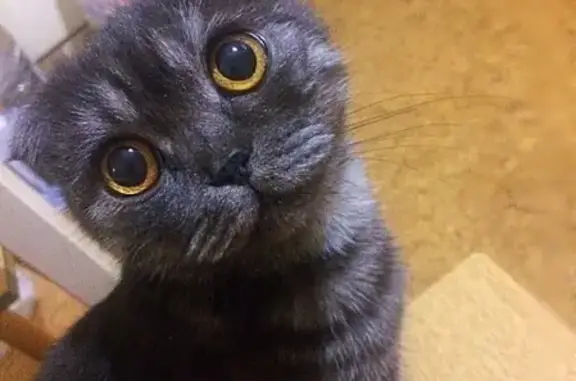 Кошки потеряшки, Дзержинск, фото: Потеряшка кошка в Дзержинске, Нижегородская область [Елена Шохрова]