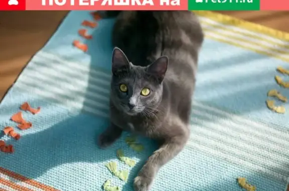 Кошки потеряшки, Ижевск, фото: Потеряшка кошка в Ижевске, 9км якбодьинского тракта [id160263629]