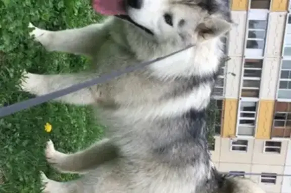 Потерянные животные Москва, фото: Пропала собака Лука в Одинцово.