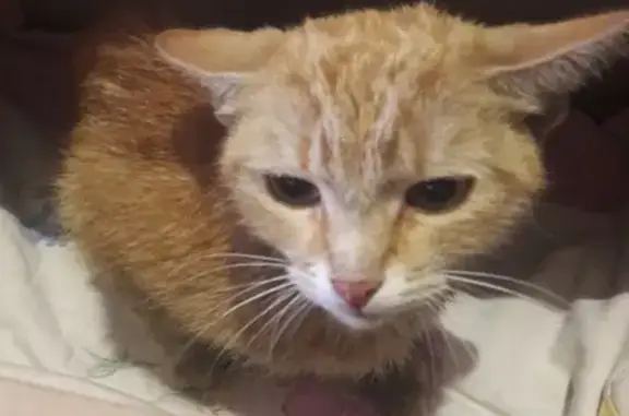 Найдена рыжая кошка в СПб, нужен дом