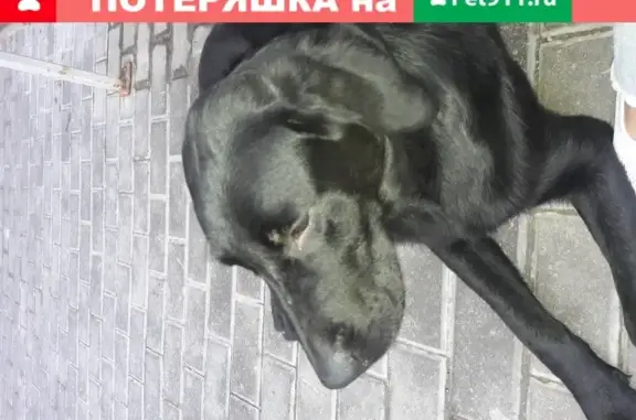 Пропала собака в Королёве, ул. Пионерская