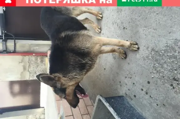 Найдена собака на ул. Пригородная