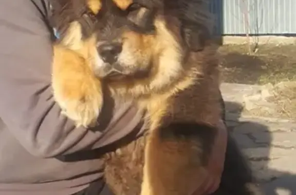 Пропала собака Тибетский мастиф в Дегтярске