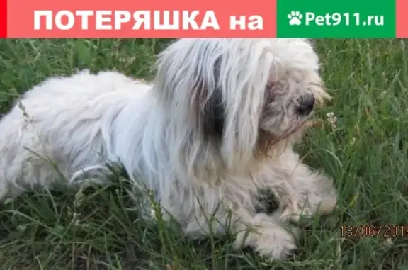 Собака найдена в Бельских, Лидский р-н, Беларусь