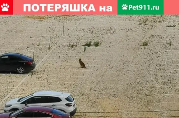 Найдена боязливая собака на Восточной улице, Берёзовский