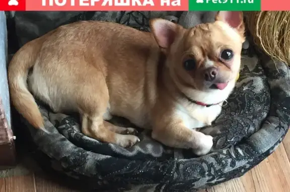 Пропала собака Чихуахуа в Электростали