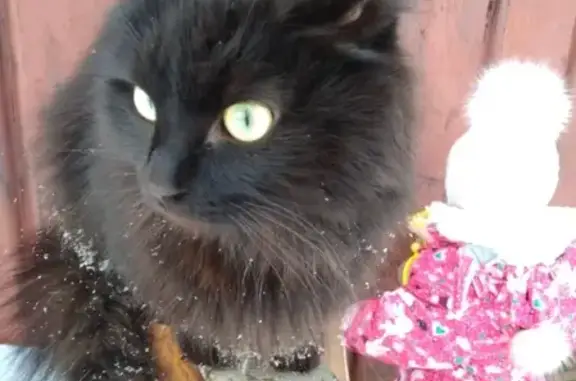 Пропала кошка Кот Хантер в садовом товариществе Нанжуль-3