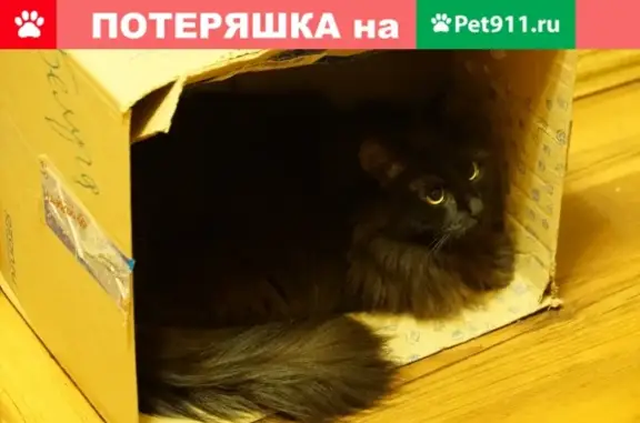 Пропала кошка Чёрная с жёлтым ошейником на Веерной улице, Москва