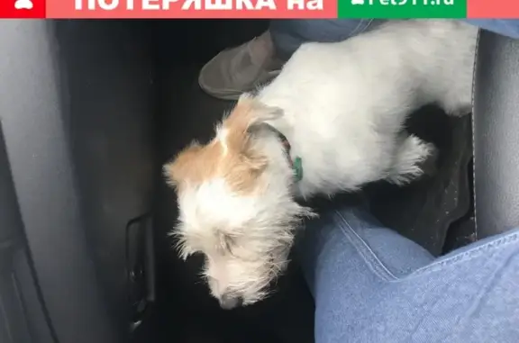Собака найдена в Петровском, Воскресенского района