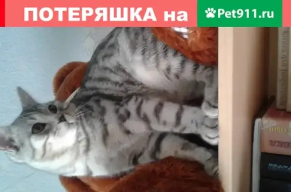 Пропала кошка в Борисоглебске, Воронежская обл.