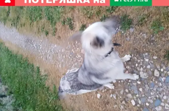 Найдена собака в Слободке, Московская обл.